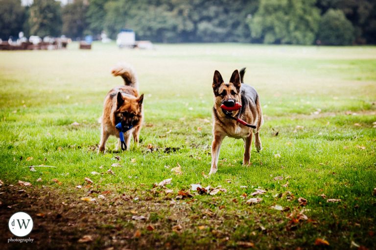 Two Alsatian dogs playing