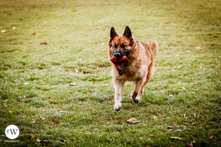 Alsatiian dog running