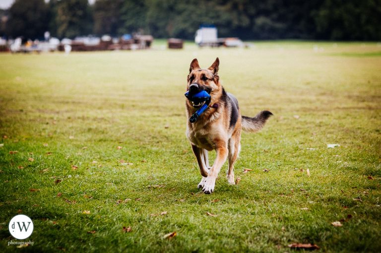 Alsatian dog fetching ball