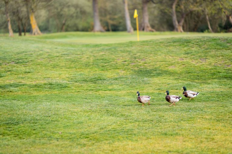 Ducks on golf course